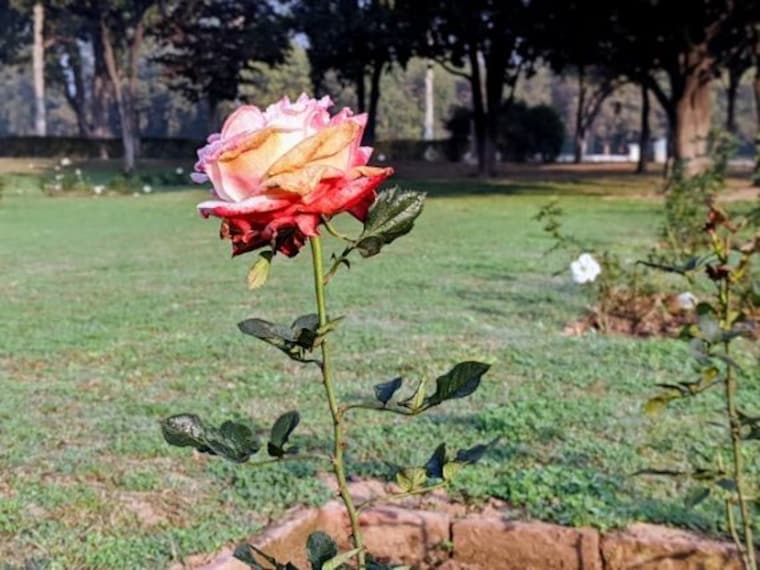 Zakir Hussain Rose Garden-3